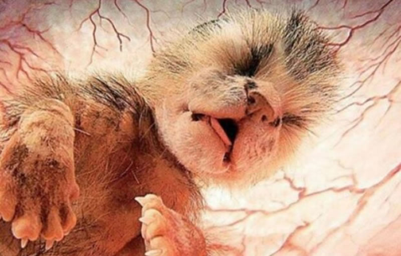 20 Mesmerizing Photos Of Baby Αnimals In The Womb Will Αmaze You