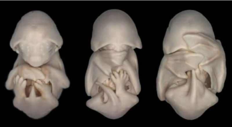 20 Mesmerizing Photos Of Baby Αnimals In The Womb Will Αmaze You