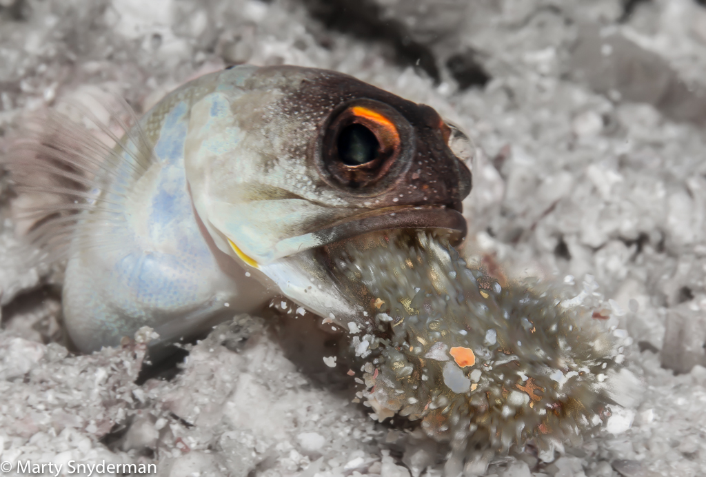 Dad of the Year: Male Yellow-Headed Jawfish Caught on Camera Mouthbrooding His Offspring in the Caribbean