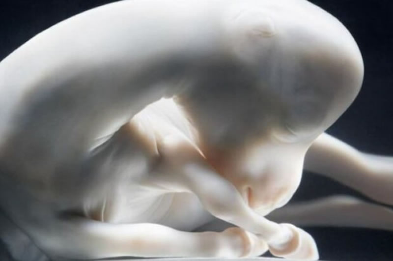 20 Mesmerizing Photos Of Baby Αnimals In The Womb Will Αmaze You