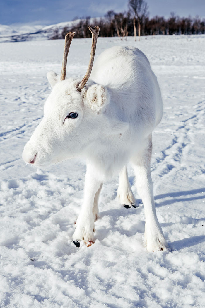 A man photographs a very rare white baby reindeer while hiking in Norway. – AmazingUnitedState.Com