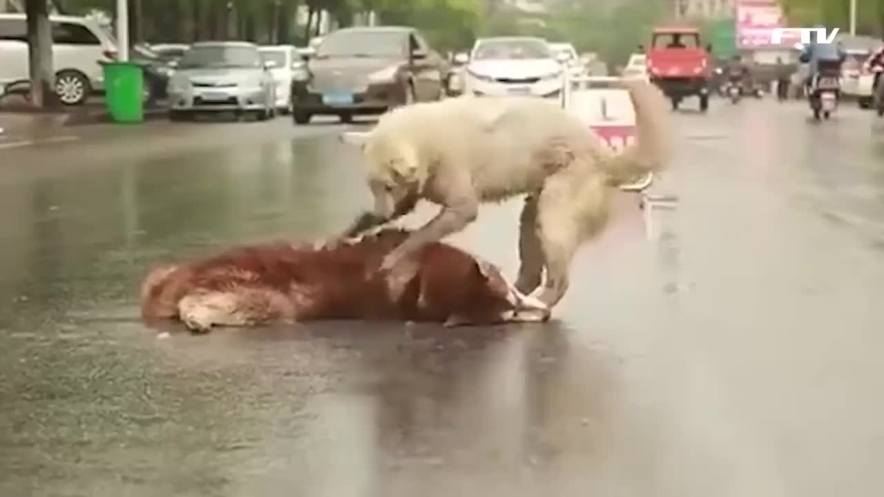 A sincere and true buddy. A Husky won’t leave His friend’s side who was hit by a car – AmazingUnitedState.Com