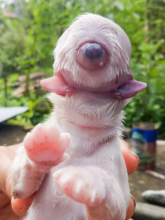 The strange piglet was born with only two jaws, a nose and an eye (Video)