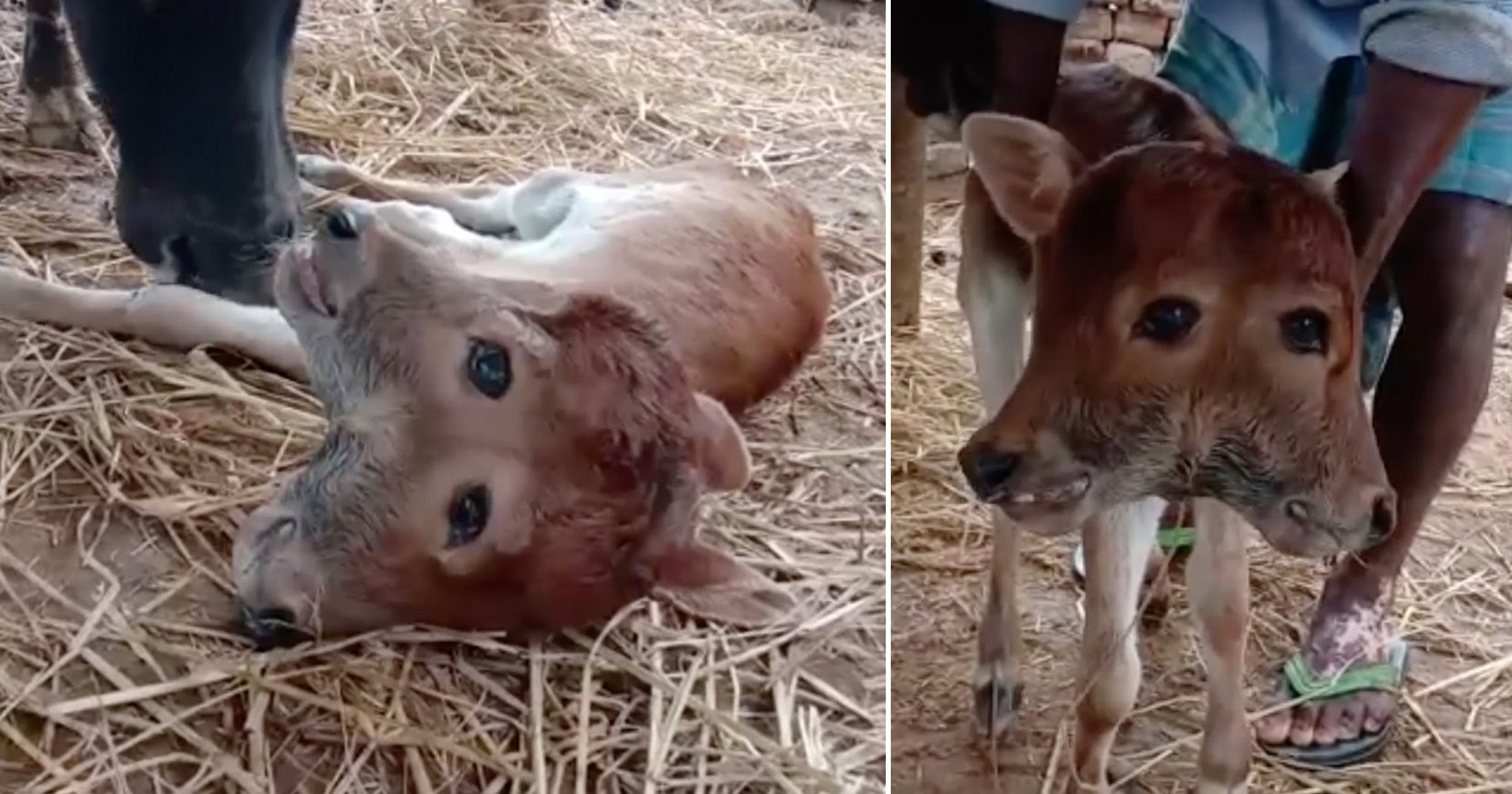 Villagers in India venerate a rare two-headed cow and give it presents.