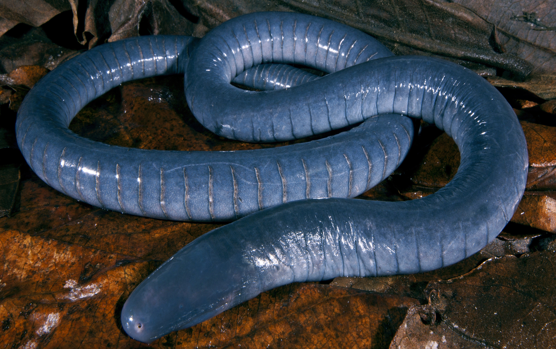 After getting a closer look at some peculiar snake eggs, viewers are left speechless. - srody.com