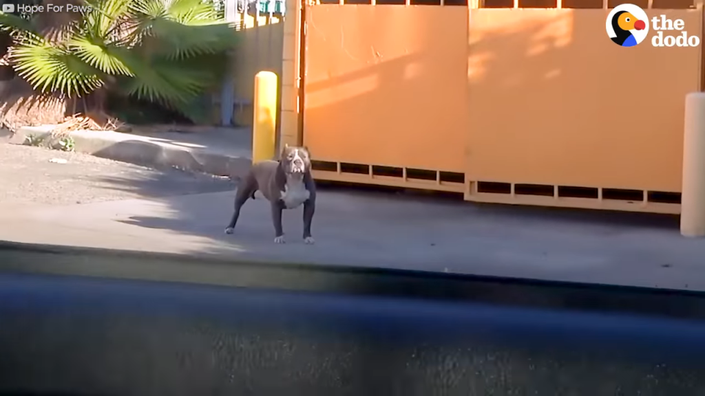 Pittie Couldn’t Stop Shaking Until Her Rescuers Finally Give Her A Hug