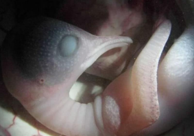 20 Mesmerizing Photos Of Baby Αnimals In The Womb Will Αmaze You