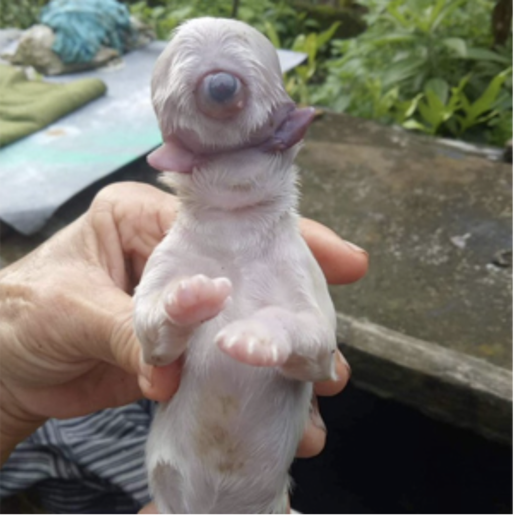 The strange piglet was born with only two jaws, a nose and an eye (Video)