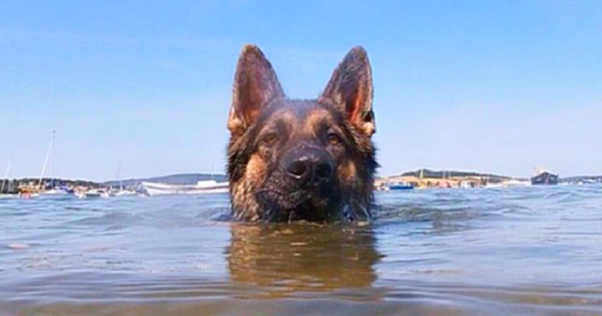 Loyal Dog Searches for Owner in Water for Over 11 Hours and Successfully Rescues Him