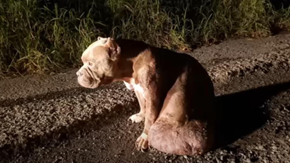 Inspiring survival story of Mahogany, a dog with a large tumor in his abdomen