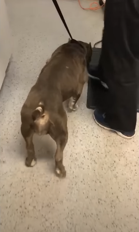 Inspiring survival story of Mahogany, a dog with a large tumor in his abdomen