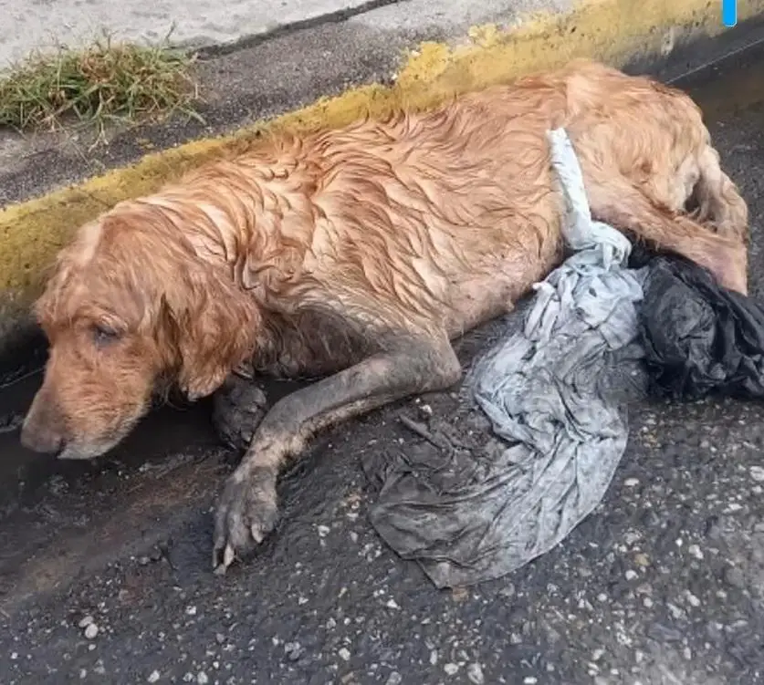 The dog crawled into the street in the rain and waited for people to save him for many days