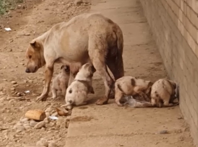 She suffered in long time without help try to feed her puppies for survived until she can’t - Animal Blog