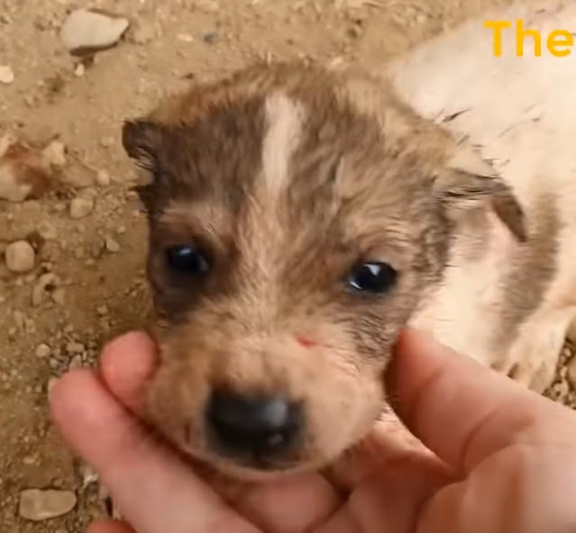 She suffered in long time without help try to feed her puppies for survived until she can’t - Animal Blog