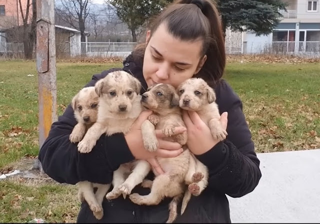 She suffered in long time without help try to feed her puppies for survived until she can’t - Animal Blog