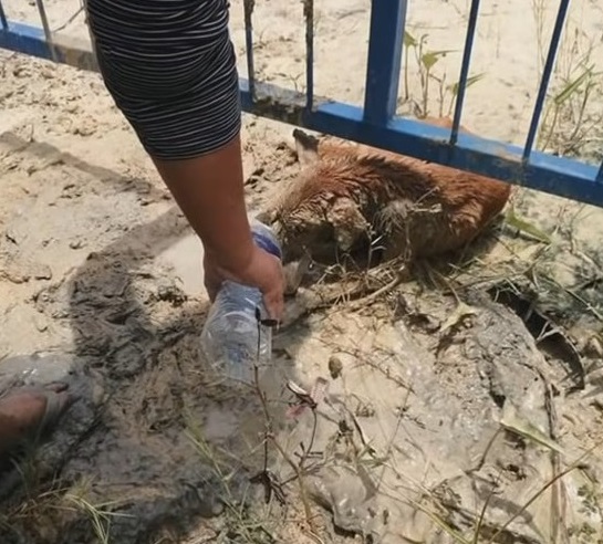 Stray Stuck In Fence Sheds Tears As Voices Near, However They Can Not Move Her Body - Puppies Love