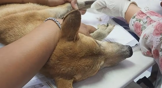 Stray Stuck In Fence Sheds Tears As Voices Near, However They Can Not Move Her Body - Puppies Love