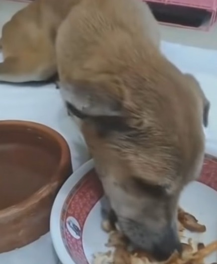 Stray Stuck In Fence Sheds Tears As Voices Near, However They Can Not Move Her Body - Puppies Love