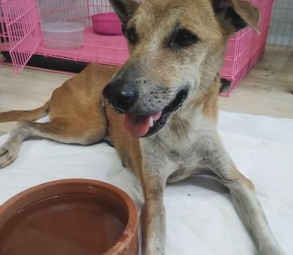 Stray Stuck In Fence Sheds Tears As Voices Near, However They Can Not Move Her Body - Puppies Love