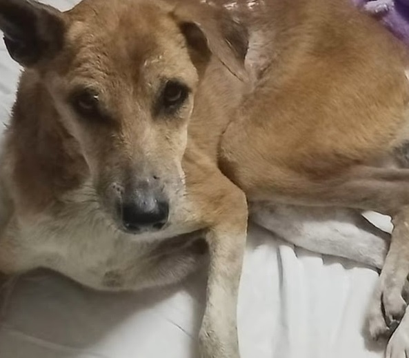 Stray Stuck In Fence Sheds Tears As Voices Near, However They Can Not Move Her Body - Puppies Love