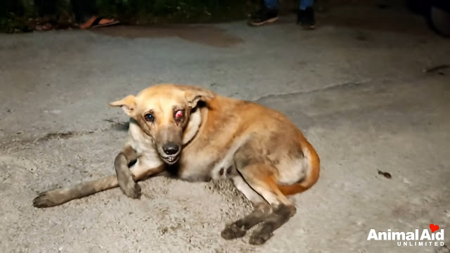 Street Dog With Ruptured Eye Learns What It’s Like To Feel Loved - Animal Blog