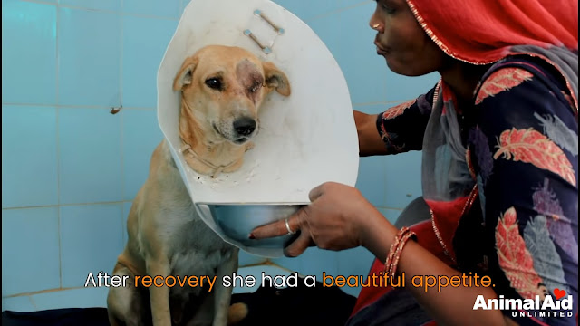 Street Dog With Ruptured Eye Learns What It’s Like To Feel Loved - Animal Blog