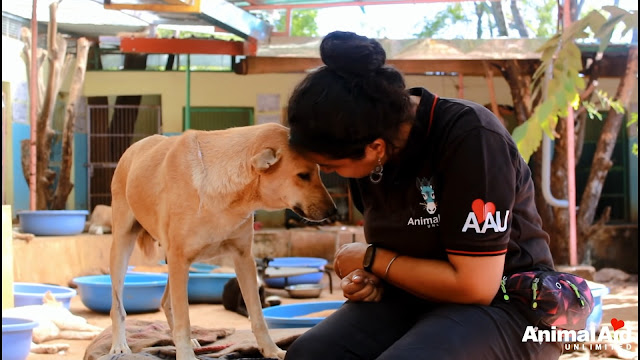 Street Dog With Ruptured Eye Learns What It’s Like To Feel Loved - Animal Blog