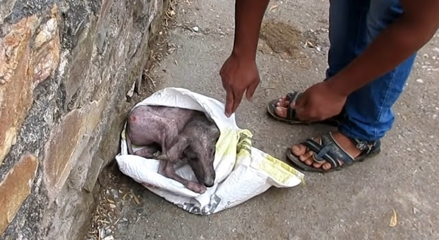 Rescuers Discover a cared, injured Puppy trying to hide from humans in a bag.