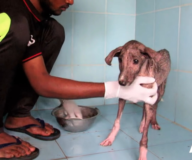 Rescuers Discover a cared, injured Puppy trying to hide from humans in a bag.