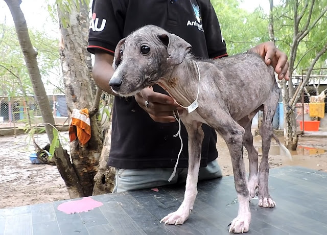 Rescuers Discover a cared, injured Puppy trying to hide from humans in a bag.