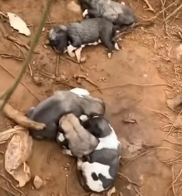 Heartbroken Mother Dog Dragged Her Dilapidated Body Along Street Begging For Help For Her Dying Little Children