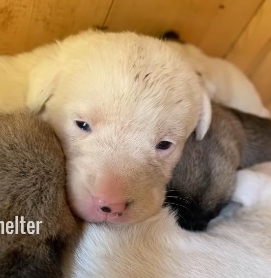 Heartbroken Mother Dog Dragged Her Dilapidated Body Along Street Begging For Help For Her Dying Little Children