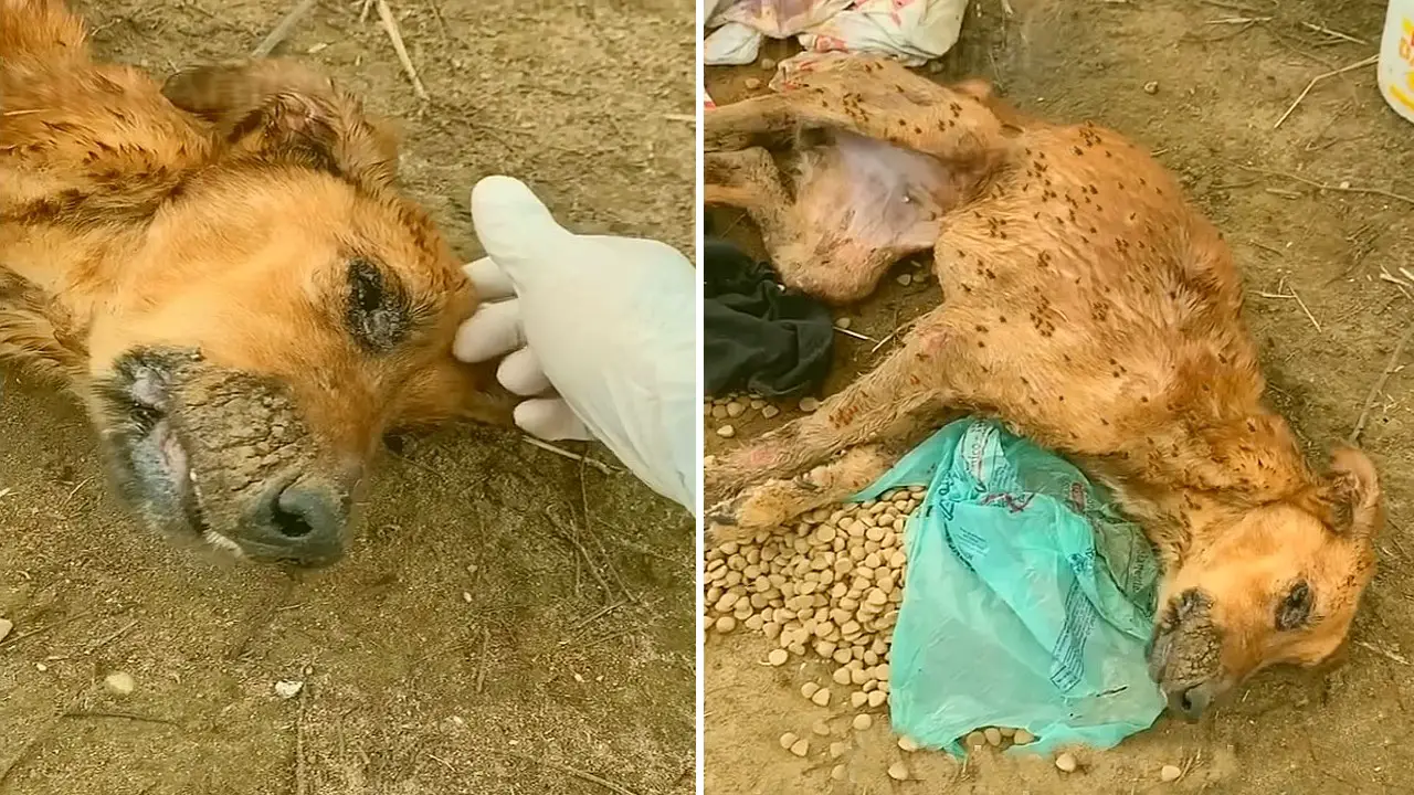 Thousands of ants nearly devoured the poor puppy that was left alone in the midst of the moor. – AmazingUnitedState.Com