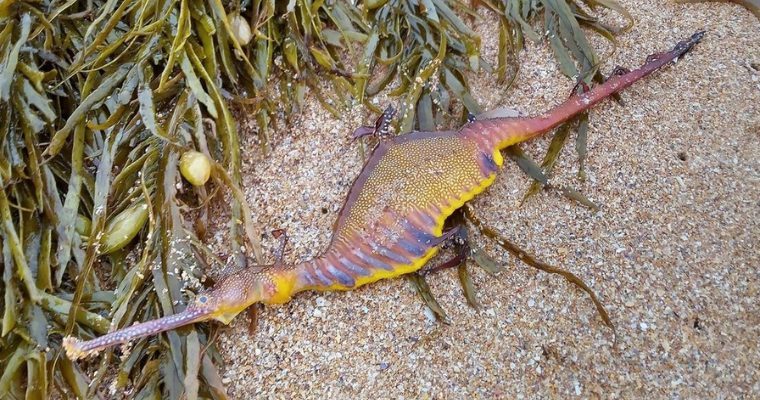 After a record-breaking storм, a ʋiolent sea dragon thousands of years ago washed up on the shore of Australia