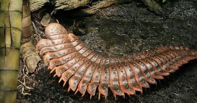 A 2.7-meter-long centipede was discovered in the UK
