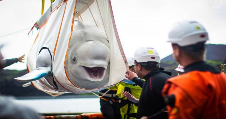 After nine years of being kept in captivity as a circus animal, a white whale is smiling and is returned to the sea