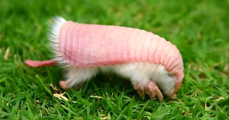 Meet the adorable pink fairy armadillo: the world's smallest armored mammal