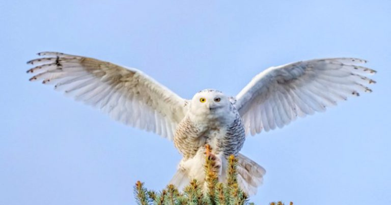 Carlisle, Pennsylvania has reported seeing a rare Snowy Owl