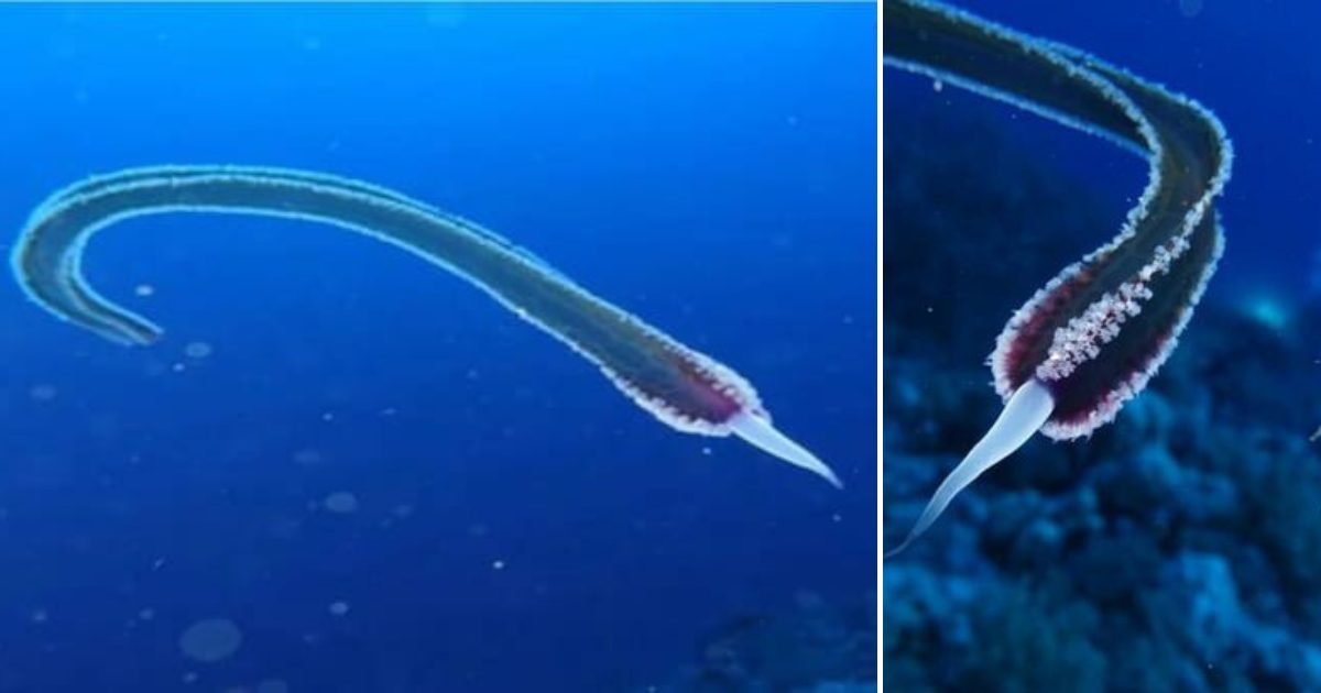 Alien-like creature with no eyes, ears or mouth stuns divers after it’s caught on camera