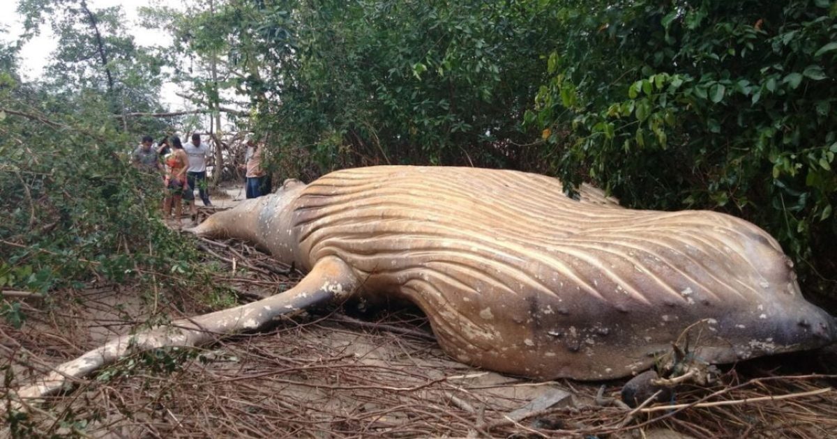 A 10-Ton Whale Was Found In The Amazon Rainforest And Scientists Are Baffled