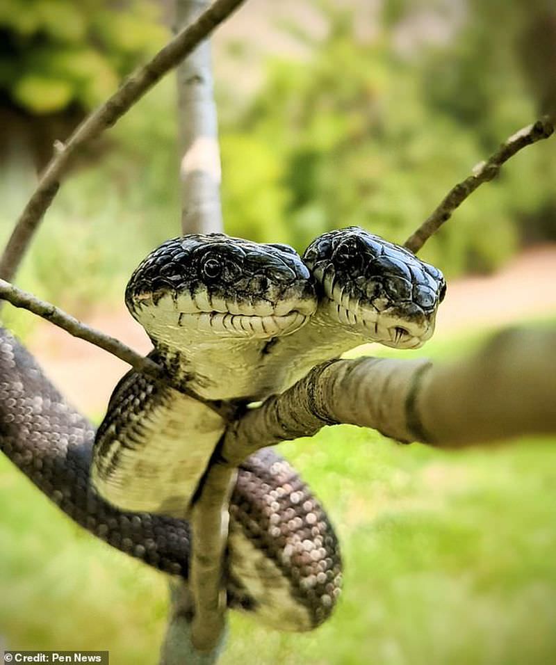 Although two-headed snakes have an amazingly high survival rate of 1 in 100 million, experts are still amazed by their long lifespan of 17 years. – AmazingUnitedState.Com