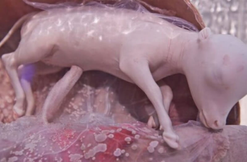 20 Mesmerizing Photos Of Baby Αnimals In The Womb Will Αmaze You