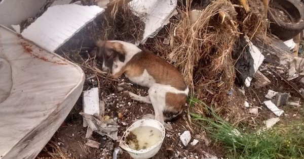 Sick Dog Thrown In A Trash pile Discoνered Completely By Chance – AmazingUnitedState.Com