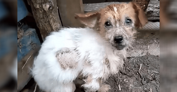 With Footsteps of Pain, The Suffering Dog turns to rescuers, hoping to escape his miserable existence! – AmazingUnitedState.Com