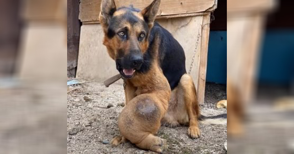 Elder Dog With Bone Cancer kept In a Chain Without Water and Food In Drunk Man Backyard