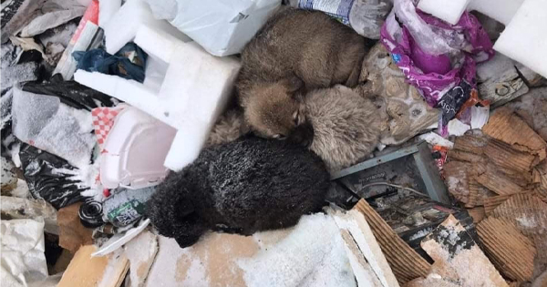 Litter of puppies Rescued from Freezing Cold Garbage Dump Getting ‘Royal Treatment’ – AmazingUnitedState.Com