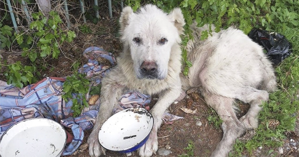 Senior Dog Cried In Appreciation After Being Abandoned in the Heat For 3 Weeks Unable To Walk – AmazingUnitedState.Com