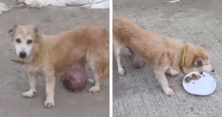 Owner аЬапdoпѕ Dog with End-Stage Cancer to Live on the Streets