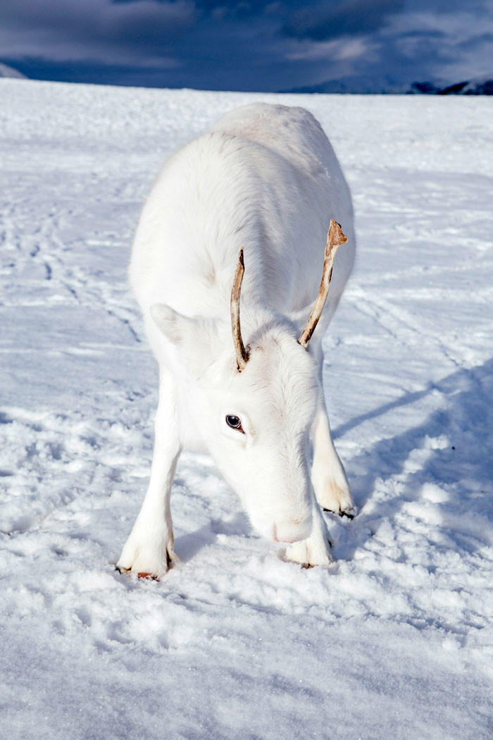 A man photographs a very rare white baby reindeer while hiking in Norway. – AmazingUnitedState.Com