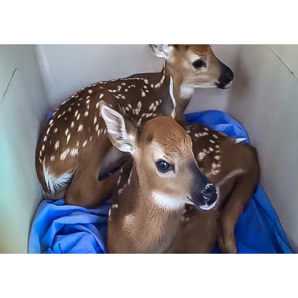 In the forest, a rare two-headed deer was found. – AmazingUnitedState.Com